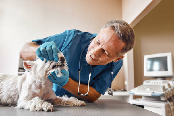 Best Emergency Root Canal Therapy in Springdale, AR